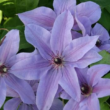 Клематис ‘Blue Ravine’ (Clematis ‘Blue Ravine’)